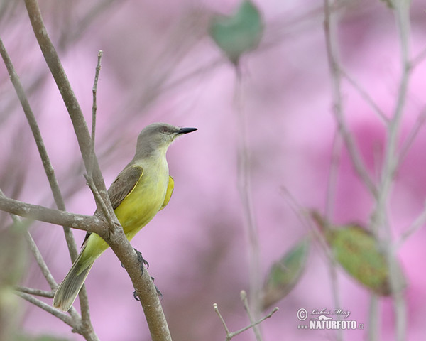 Trauerkönigstyrann (Tyrannus melancholicus)