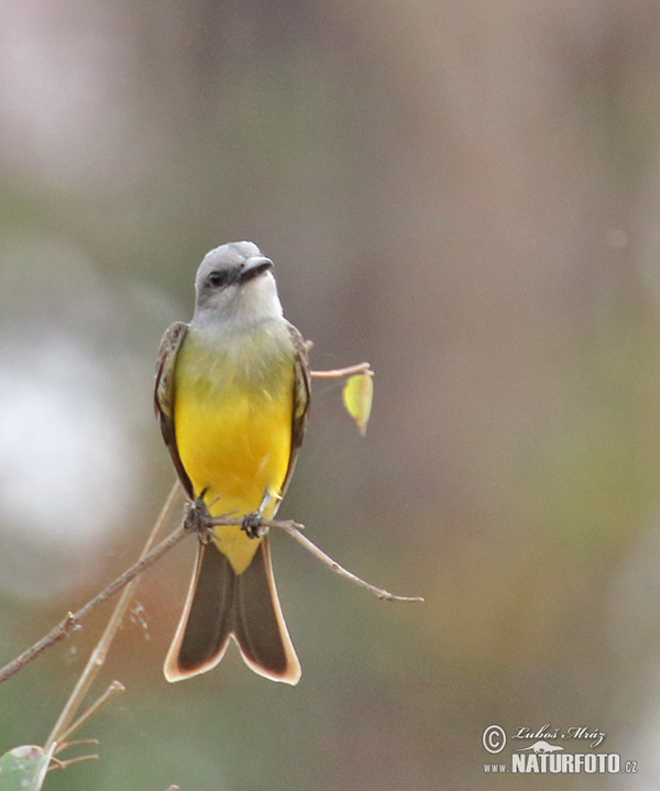 Trauerkönigstyrann (Tyrannus melancholicus)