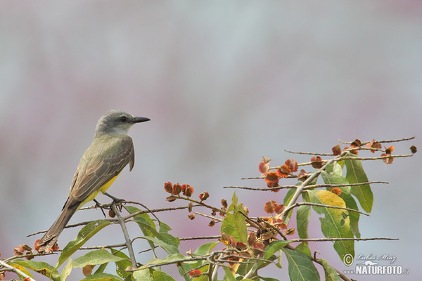 Trauerkönigstyrann (Tyrannus melancholicus)