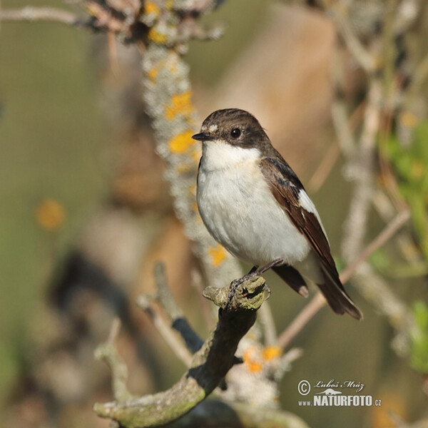 Trauerschnäpper (Ficedula hypoleuca)