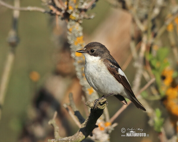 Trauerschnäpper (Ficedula hypoleuca)