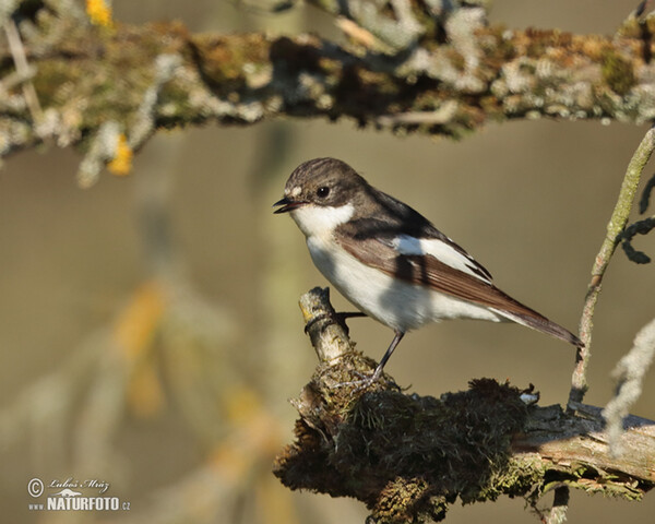 Trauerschnäpper (Ficedula hypoleuca)