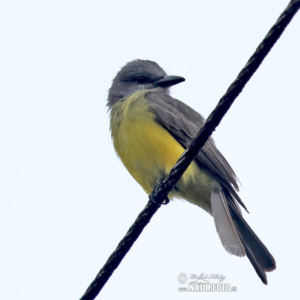 Trauertyrann (Tyrannus melancholicus)