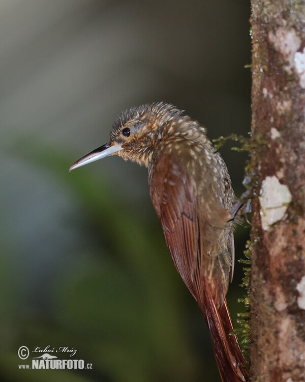 Tropfenbaumsteiger (Xiphorhynchus erythropygius)