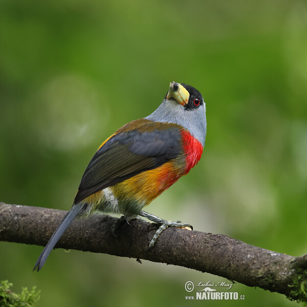 Tukanbartvogel (Semnornis ramphastinus)