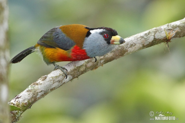 Tukanbartvogel (Semnornis ramphastinus)