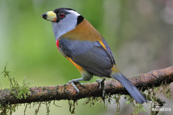 Tukanbartvogel (Semnornis ramphastinus)