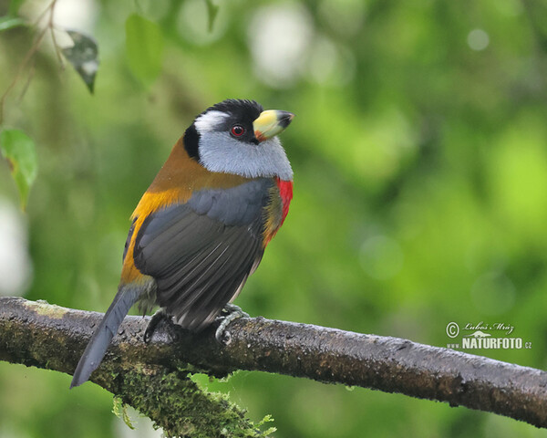 Tukanbartvogel (Semnornis ramphastinus)