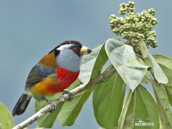 Tukanbartvogel (Semnornis ramphastinus)