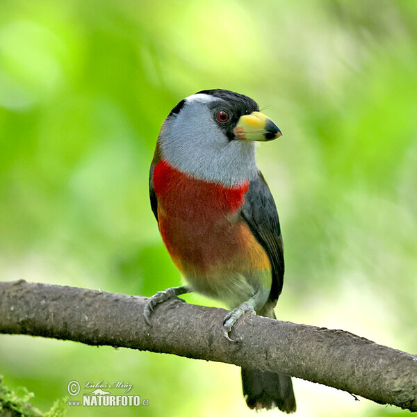 Tukanbartvogel (Semnornis ramphastinus)