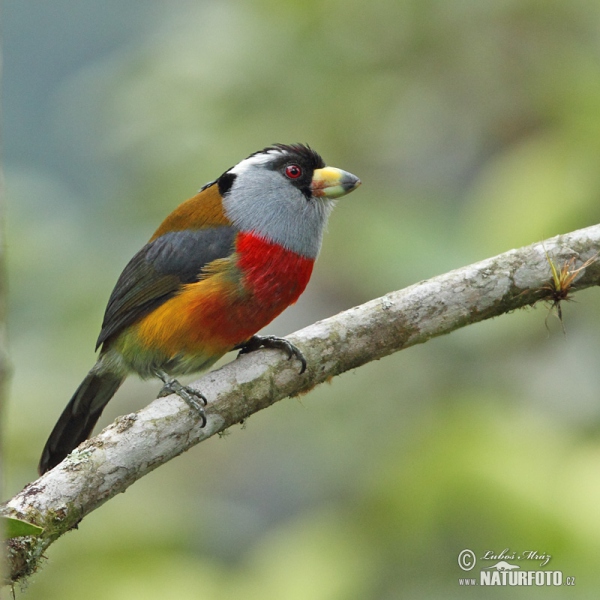 Tukanbartvogel (Semnornis ramphastinus)