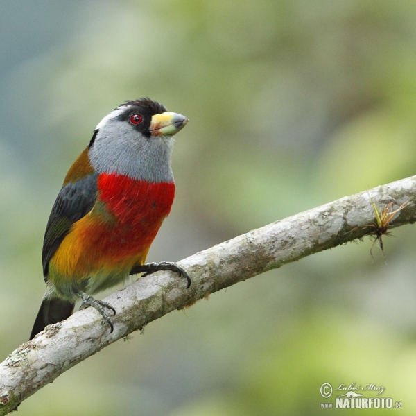 Tukanbartvogel (Semnornis ramphastinus)