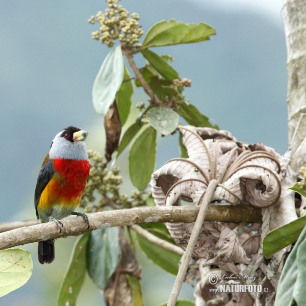 Tukanbartvogel (Semnornis ramphastinus)