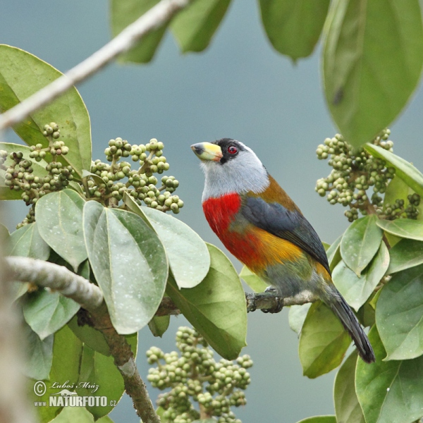 Tukanbartvogel (Semnornis ramphastinus)