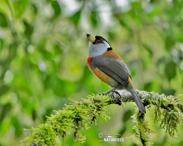 Tukanbartvogel (Semnornis ramphastinus)