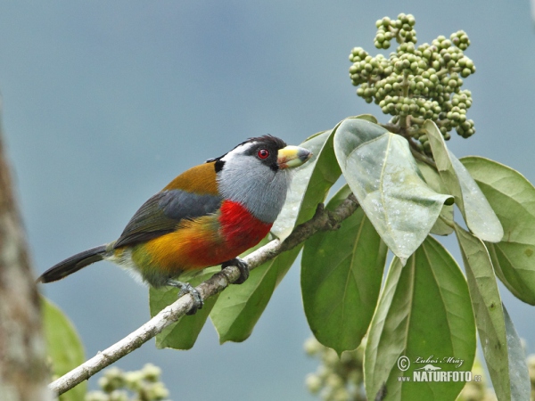 Tukanbartvogel (Semnornis ramphastinus)