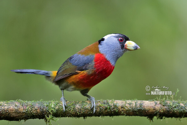 Tukanbartvogel (Semnornis ramphastinus)