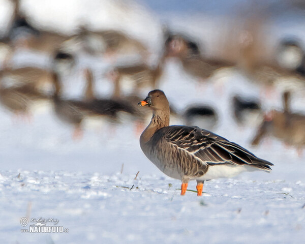 Tundrasaatgans (Anser serrirostris)