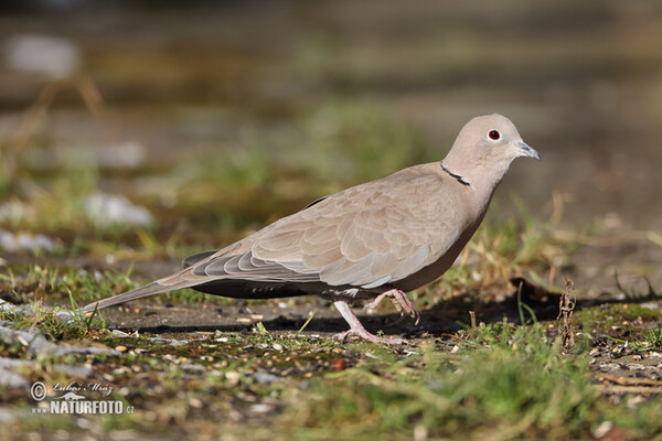 Türkentaube (Streptopelia decaocto)