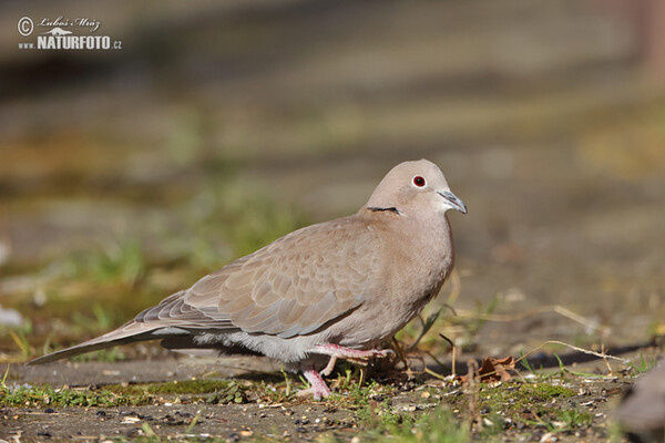 Türkentaube (Streptopelia decaocto)