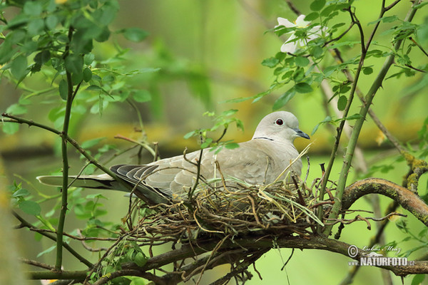 Türkentaube (Streptopelia decaocto)