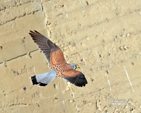 Turmfalke (Falco tinnunculus)