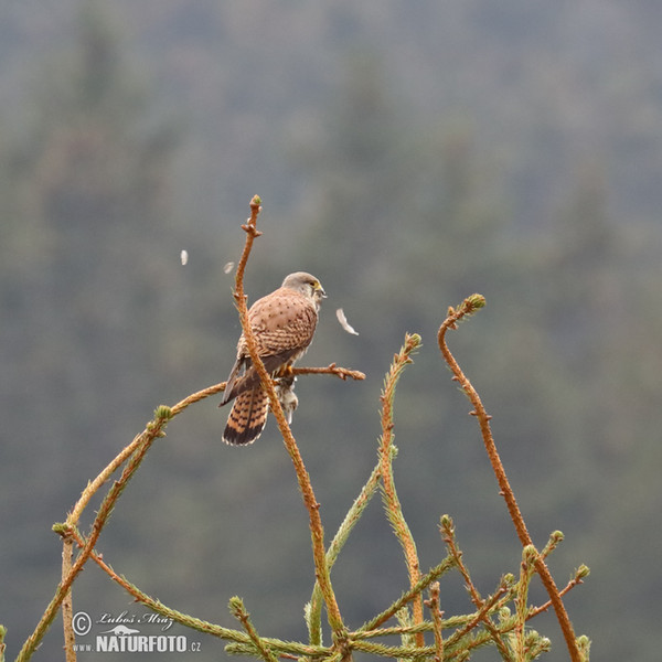 Turmfalke (Falco tinnunculus)