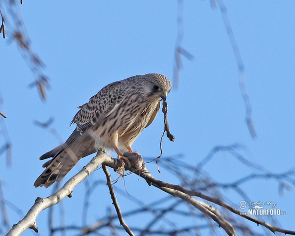 Turmfalke (Falco tinnunculus)