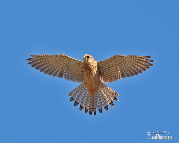 Turmfalke (Falco tinnunculus)