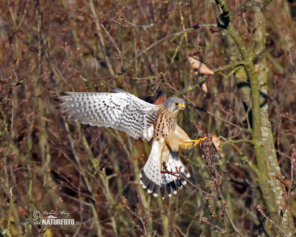 Turmfalke (Falco tinnunculus)