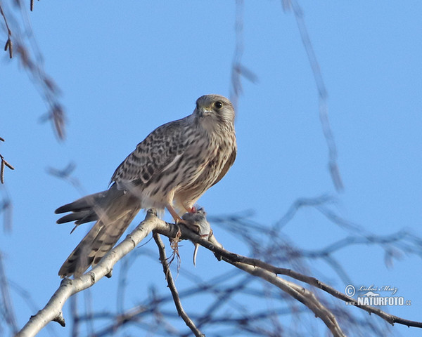 Turmfalke (Falco tinnunculus)