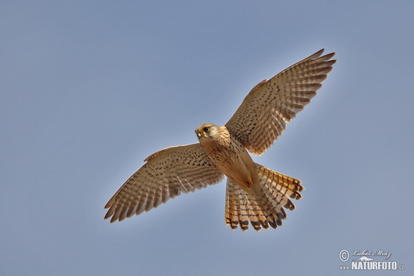 Turmfalke (Falco tinnunculus)