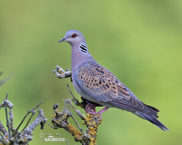 Turteltaube (Streptopelia turtur)