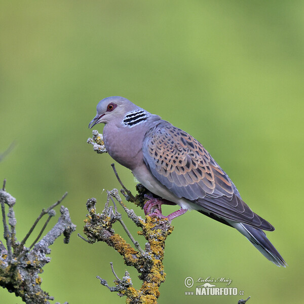 Turteltaube (Streptopelia turtur)