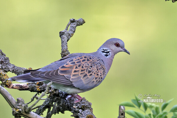 Turteltaube (Streptopelia turtur)