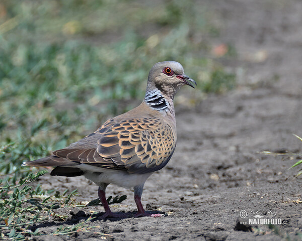 Turteltaube (Streptopelia turtur)