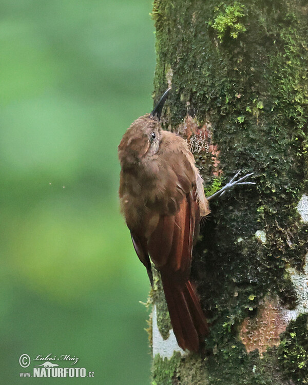 Tyrannenbaumsteiger (Dendrocincla tyrannina)