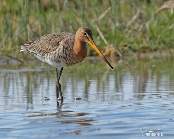 Uferschnepfe (Limosa limosa)