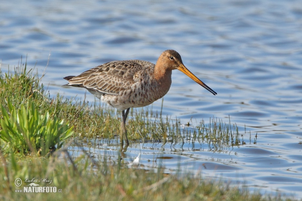 Uferschnepfe (Limosa limosa)