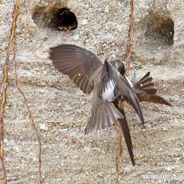 Uferschwalbe (Riparia riparia)