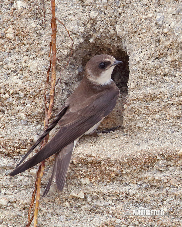 Uferschwalbe (Riparia riparia)