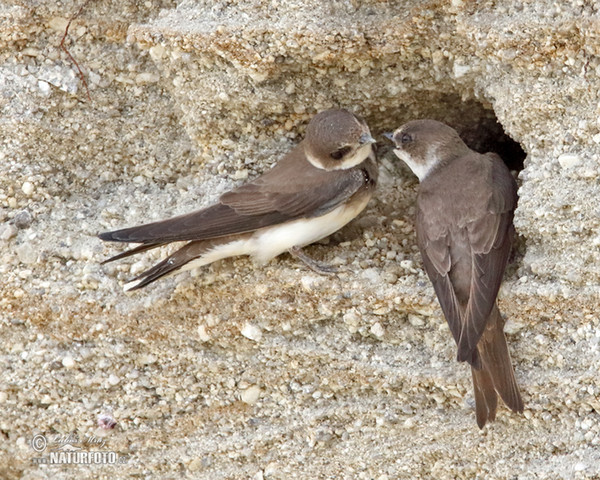 Uferschwalbe (Riparia riparia)