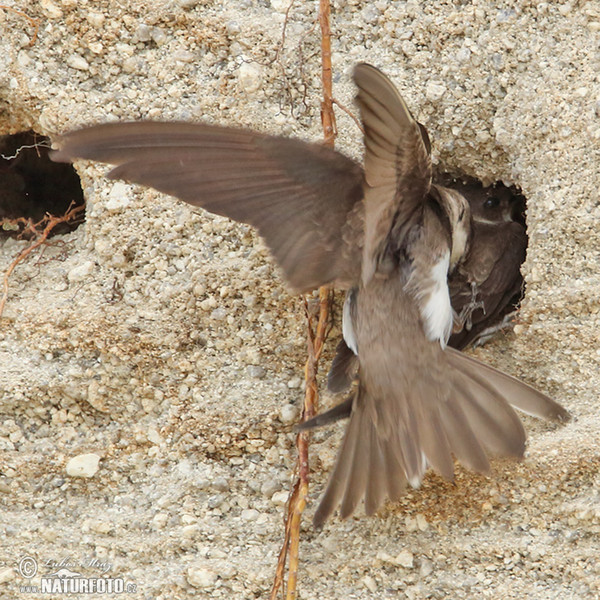 Uferschwalbe (Riparia riparia)