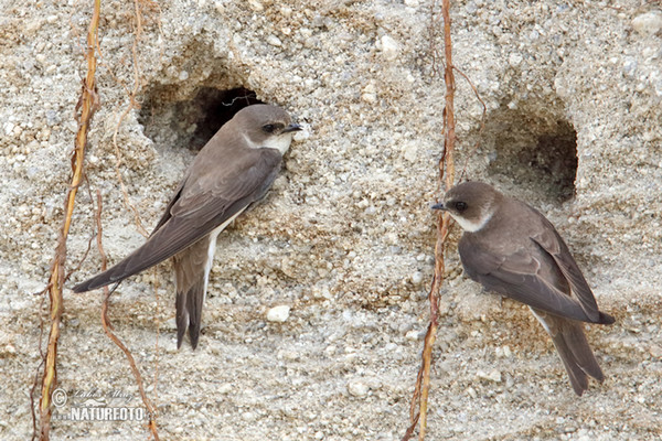 Uferschwalbe (Riparia riparia)