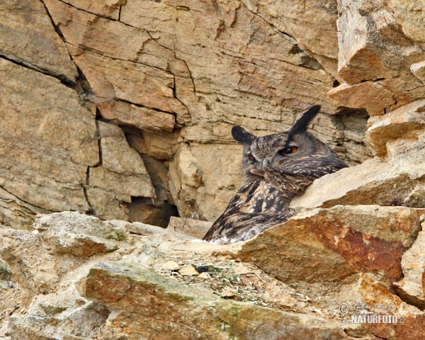 Uhu (Bubo bubo)