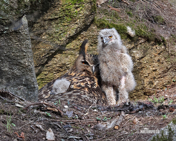 Uhu (Bubo bubo)