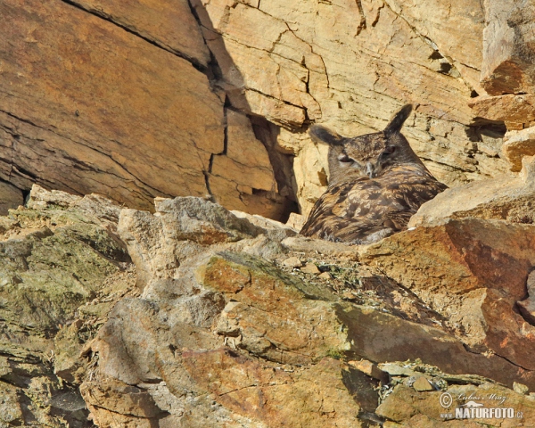 Uhu (Bubo bubo)