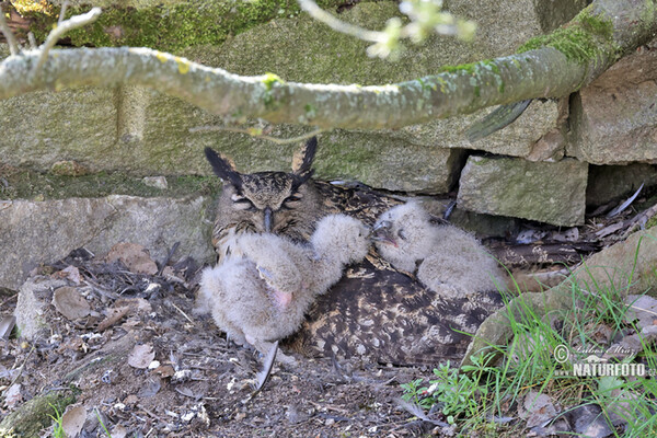 Uhu (Bubo bubo)