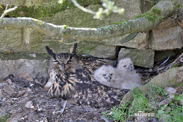 Uhu (Bubo bubo)