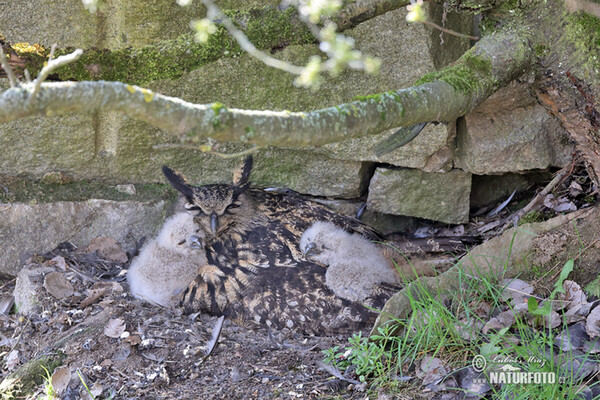 Uhu (Bubo bubo)